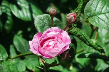 Yaprak biti kaplı gül böcek böcekleridir.