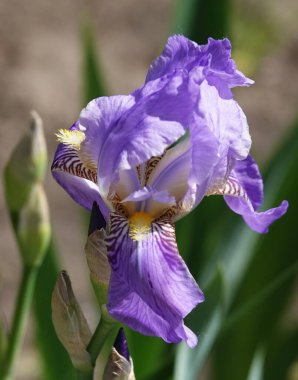 Bahar çiçekleri beyaz zambak ve leylak çiçekleri