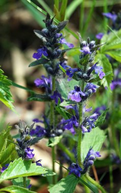 Ormandaki bir açıklıkta açan yumuşak tüylü çiçekler.