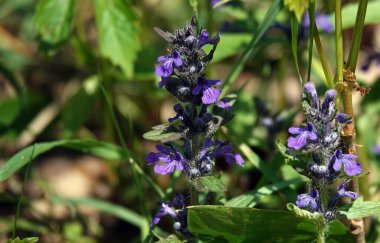 Ormandaki bir açıklıkta açan yumuşak tüylü çiçekler.