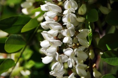 İlkbaharda açan akasya çiçekler, yapraklar ve iğnelerdir..