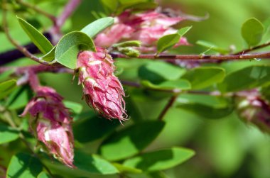 İlkbaharda açan akasya çiçekler, yapraklar ve iğnelerdir..