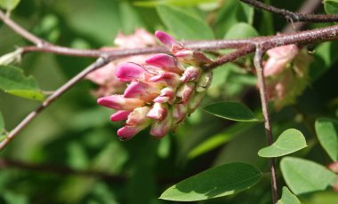 İlkbaharda açan akasya çiçekler, yapraklar ve iğnelerdir..