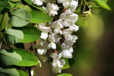 İlkbaharda açan akasya çiçekler, yapraklar ve iğnelerdir..