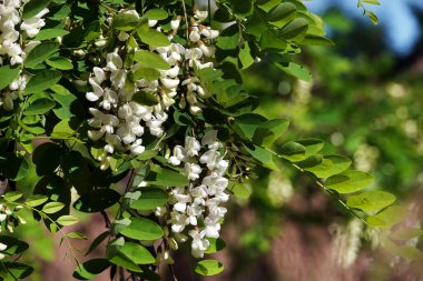 İlkbaharda açan akasya çiçekler, yapraklar ve iğnelerdir..