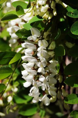 İlkbaharda açan akasya çiçekler, yapraklar ve iğnelerdir..