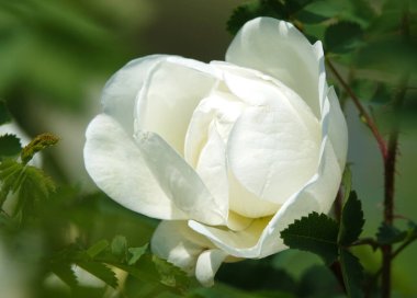 Farklı türde güller ve yakın plan türler