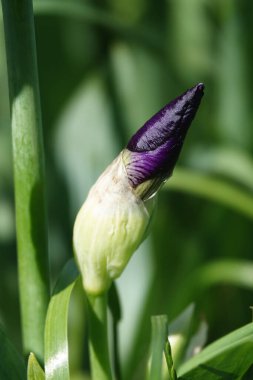 Bahar çiçekleri beyaz zambak ve leylak çiçekleri