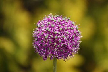 Baharda leylak tomurcuklarıyla dev yabani soğanlar.
