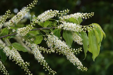 Dallarında beyaz küçük çiçekler olan kuş kirazından bahar çiçekleri.