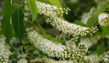Dallarında beyaz küçük çiçekler olan kuş kirazından bahar çiçekleri.