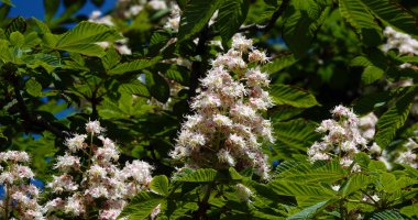 Baharda açan kestane ağacı Ukrayna 'nın bir sembolüdür.