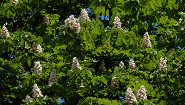 Baharda açan kestane ağacı Ukrayna 'nın bir sembolüdür.