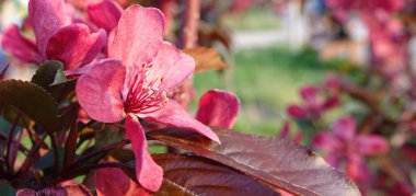 İlkbaharda, meyve ağaçlarındaki çiçekler tomurcuklardan açar..
