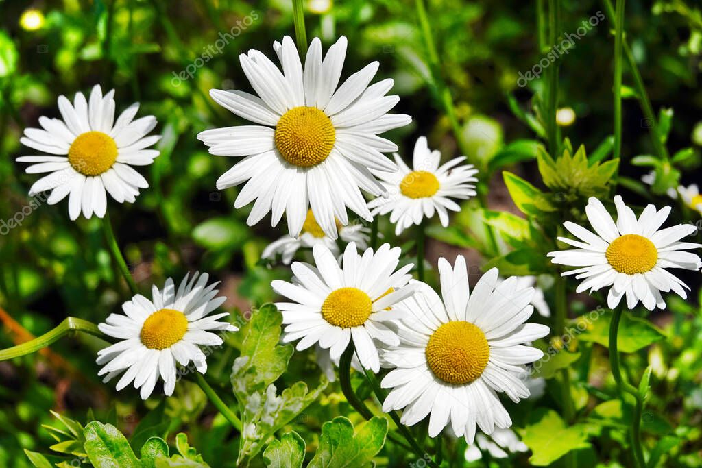 White Daisy Flowers in a Field