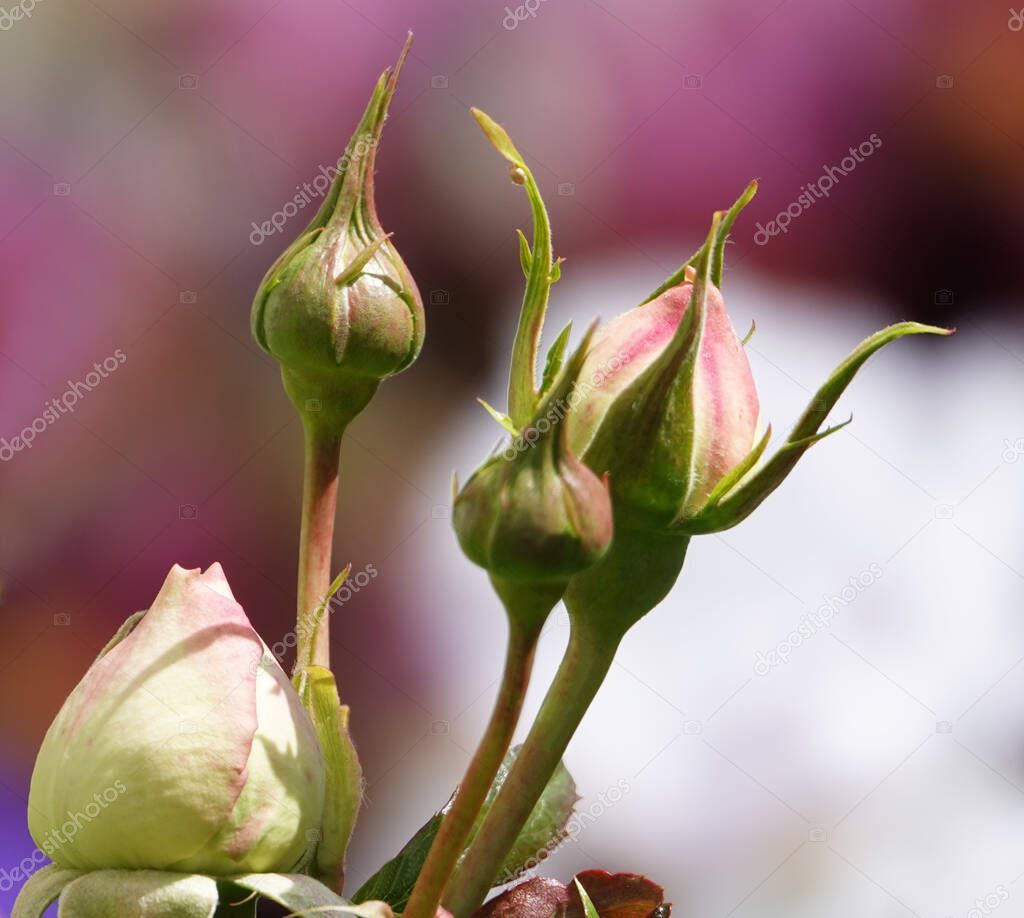 Flowers Roses of different varieties and species close-up