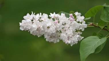 İlkbaharda, leylak ağaçları büyük küçük çiçek kümeleri halinde çiçek açar.