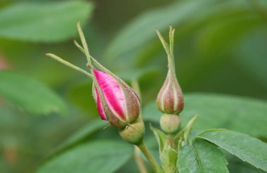 Çiçek tomurcukları açmaya hazır.