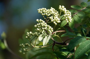 Kiev parkındaki ağaçta tomurcuklanan tomurcuklar değil.