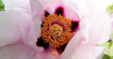 Baharda şakayık Kiev şehrinin parkında büyük bir çiçek açtı.