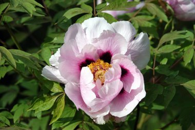 Baharda şakayık Kiev şehrinin parkında büyük bir çiçek açtı.