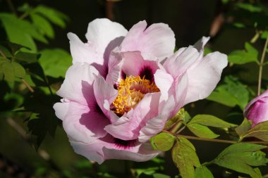 Baharda şakayık Kiev şehrinin parkında büyük bir çiçek açtı.