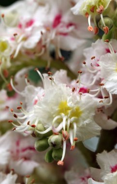 Bahar çiçekli kestane ağaçları ve güzel çiçekler.