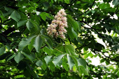 Bahar çiçekli kestane ağaçları ve güzel çiçekler.