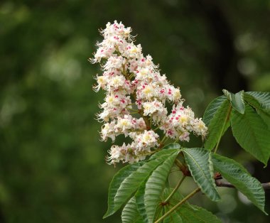 Bahar çiçekli kestane ağaçları ve güzel çiçekler.
