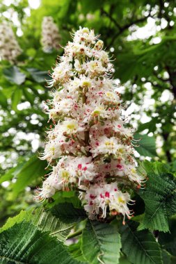 Bahar çiçekli kestane ağaçları ve güzel çiçekler.