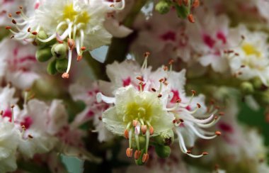 Bahar çiçekli kestane ağaçları ve güzel çiçekler.