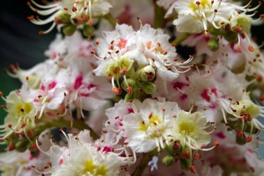 Bahar çiçekli kestane ağaçları ve güzel çiçekler.