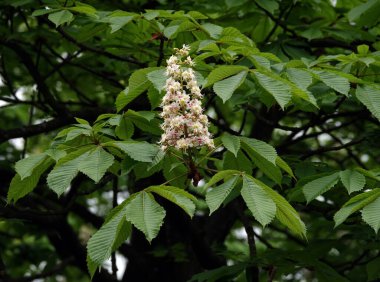 Bahar çiçekli kestane ağaçları ve güzel çiçekler.