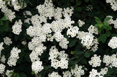 Parkta küçük beyaz çiçekler açan deniz kenarı yosunları.