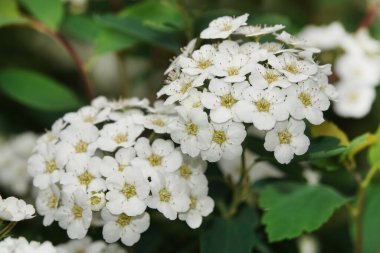 Parkta küçük beyaz çiçekler açan deniz kenarı yosunları.
