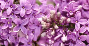 İlkbaharda, leylak ağaçları büyük küçük çiçek kümeleri halinde çiçek açar.