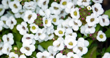 Çiçekler Lobularia, Deniz kenarı Lobularia, Tatlı Alison, Tatlı Alyssum Kar Kristalleri, Çim Yapıcı,