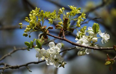 İlkbaharda, meyve ağaçlarındaki çiçekler tomurcuklardan açar..