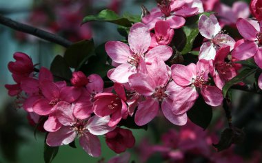 İlkbaharda, meyve ağaçlarındaki çiçekler tomurcuklardan açar..