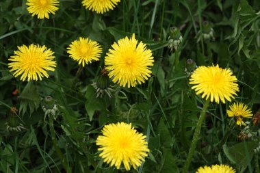 Ukrayna 'nın doğası. Sarı çiçekler. Vahşi bir tarlada yetişen karahindibalar.