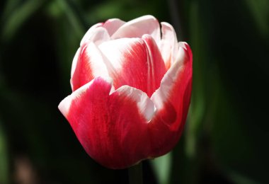 Kiev şehrinin parklarına farklı renkte laleler dikildi.