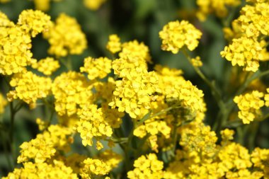 Vahşi arazide yetişen Ukrayna doğası sarı çiçekler.