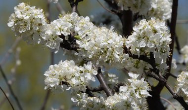 Elma ağacı baharda açar, bütün dallarını beyaz çiçeklerle.