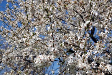 Elma ağacı baharda açar, bütün dallarını beyaz çiçeklerle.