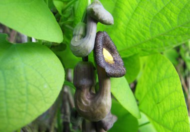 Doğa etobur böcek katili çiçekler.