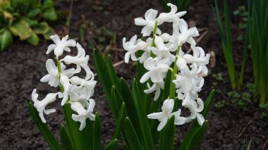 Yazın Ukrayna 'da kır çiçekleri kapanıyor.