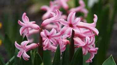 Yazın Ukrayna 'da kır çiçekleri kapanıyor.