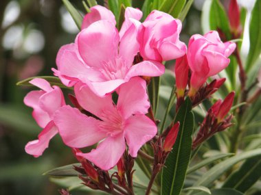 Türkiye, çiçeklerini, bitkilerini ve böğürtlenlerini