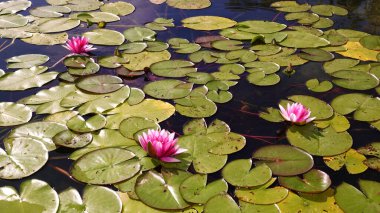 Farklı renkte zambaklar bir kurbağayla suda yüzer.