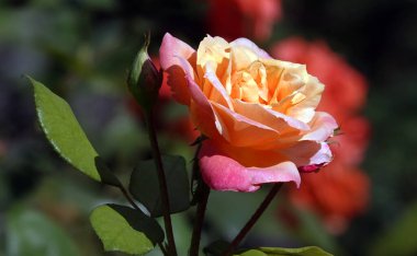 Farklı türde güller ve yakın plan türler